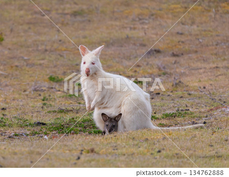 A White Wallaby and Joey in its pouch on Bruny Island, Tasmania, Australia A White Wallaby and Joey in its pouch on Bruny Island, Tasmania, Australia 134762888