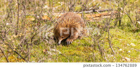 Close up of an Echidna walking towards the camera on the Freycinet Peninsula in Tasmania, Australia 134762889