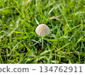 雨後的蘑菇 134762911