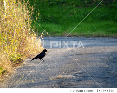 Crows feeding on a rural road Crows feeding on a rural road 134763140