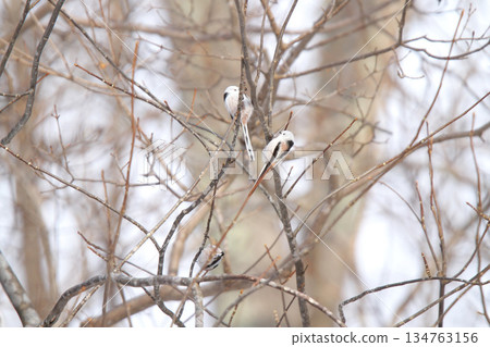 Long-tailed Tit, Long-tailed Tit, Snow Fairy, Hokkaido Wild Bird 134763156