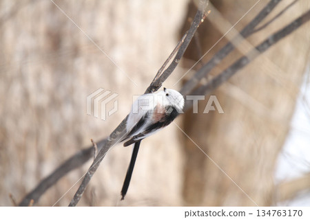 Long-tailed Tit, Long-tailed Tit, Snow Fairy, Hokkaido Wild Bird 134763170