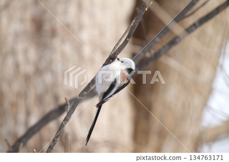 Long-tailed Tit, Long-tailed Tit, Snow Fairy, Hokkaido Wild Bird 134763171