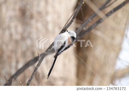 Long-tailed Tit, Long-tailed Tit, Snow Fairy, Hokkaido Wild Bird Long-tailed Tit, Long-tailed Tit, Snow Fairy, Hokkaido Wild Bird 134763172