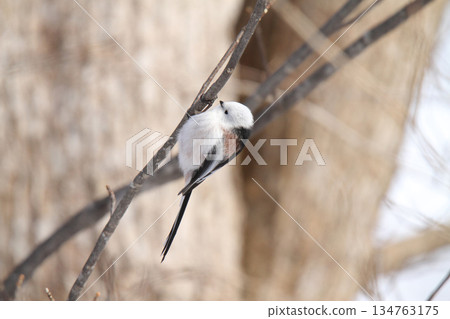 Long-tailed Tit, Long-tailed Tit, Snow Fairy, Hokkaido Wild Bird 134763175