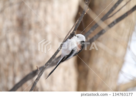 Long-tailed Tit, Long-tailed Tit, Snow Fairy, Hokkaido Wild Bird 134763177