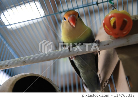 Parakeet 134763332