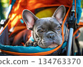 A small French Bulldog rests comfortably in a sporty stroller. The vibrant city park surroundings create a cheerful atmosphere, perfect for a day out with pets 134763370