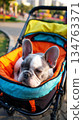 A small French Bulldog rests comfortably in a sporty stroller. The vibrant city park surroundings create a cheerful atmosphere, perfect for a day out with pets 134763371