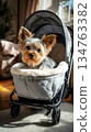 A Yorkshire Terrier peeks out from a designer stroller with an open canopy, taking in the surroundings on a bright and cheerful day in a lively outdoor setting 134763382