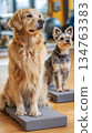 A golden retriever stands confidently on a balance platform while a small terrier watches closely in a cheerful dog fitness studio. This scene promotes health and exercise 134763383