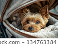 A Yorkshire Terrier peeks out from a designer stroller with an open canopy, taking in the surroundings on a bright and cheerful day in a lively outdoor setting 134763384