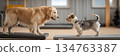 A golden retriever stands confidently on a balance platform while a small terrier watches closely in a cheerful dog fitness studio. This scene promotes health and exercise, banner 134763387