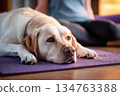 A Labrador lies comfortably on a mat, appearing relaxed after a training session. The setting is a cozy space, perfect for recovery and bonding with its owner 134763388