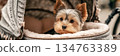A Yorkshire Terrier peeks out from a designer stroller with an open canopy, taking in the surroundings on a bright and cheerful day in a lively outdoor setting, banner 134763389