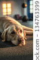 Labrador lies comfortably on a training mat after a session, looking relaxed with a peaceful expression. This moment captures the bond between fitness and pet wellness perfectly 134763399