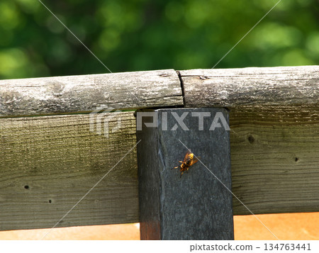 一隻模仿黃蜂的紅脈蠅停在木柵欄上。 134763441