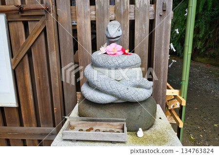 Otoyo Shrine, Kyoto: Komami and beautiful camellias (Sakyo Ward, Kyoto City, Kyoto Prefecture) Otoyo Shrine, Kyoto: Komami and beautiful camellias (Sakyo Ward, Kyoto City, Kyoto Prefecture) 134763824