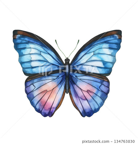 Hand-drawn vector illustration of a blue butterfly with a transparent watercolor texture Hand-drawn vector illustration of a blue butterfly with a transparent watercolor texture 134763830