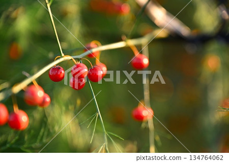 南天竹紅色漿果的特寫 134764062