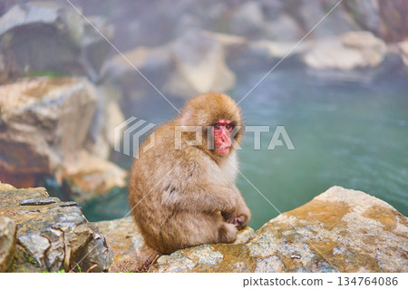 Jigokudani Monkey Park, Winter, Hot Springs, Japanese Macaques 134764086