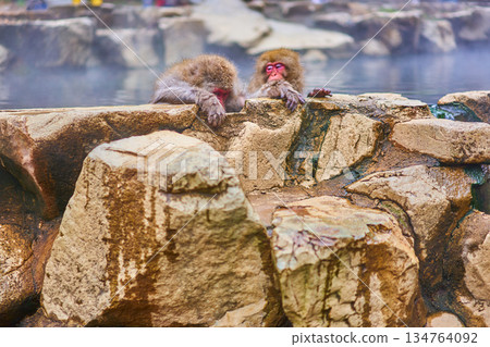 地獄谷猴園、冬季、溫泉、日本獼猴 134764092