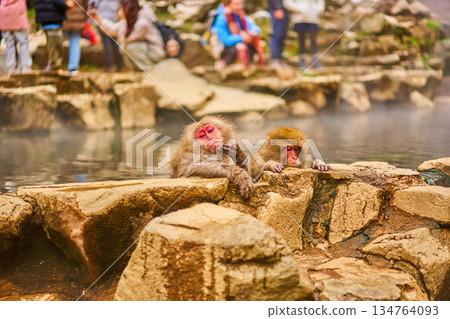 Jigokudani Monkey Park, Winter, Hot Springs, Japanese Macaques Jigokudani Monkey Park, Winter, Hot Springs, Japanese Macaques 134764093