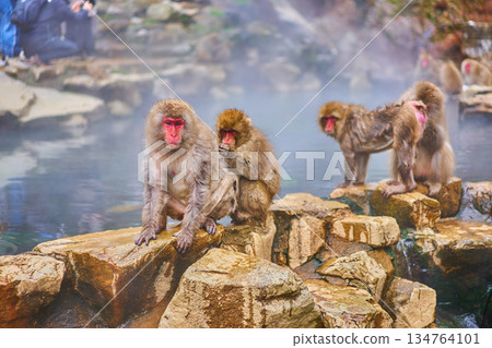 地獄谷猴園、冬季、溫泉、日本獼猴 134764101