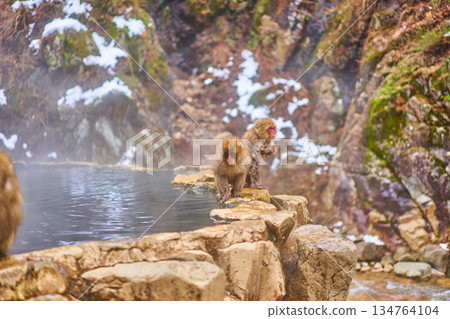 Jigokudani Monkey Park, Winter, Hot Springs, Japanese Macaques 134764104