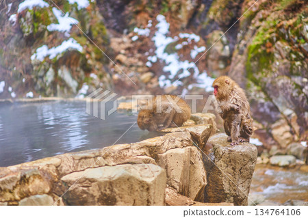 地獄谷猴園、冬季、溫泉、日本獼猴 134764106