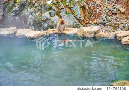 地獄谷猴園、冬季、溫泉、日本獼猴 134764108