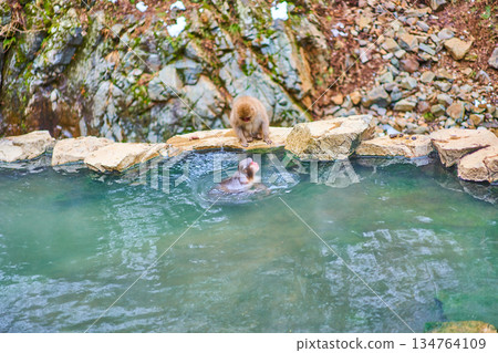 地獄谷猴園、冬季、溫泉、日本獼猴 134764109