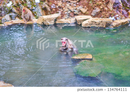 地獄谷猴園、冬季、溫泉、日本獼猴 地獄谷猴園、冬季、溫泉、日本獼猴 134764111