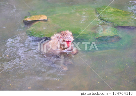 Jigokudani Monkey Park, Winter, Hot Springs, Japanese Macaques Jigokudani Monkey Park, Winter, Hot Springs, Japanese Macaques 134764113