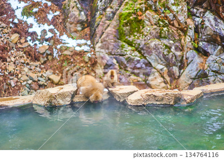 Jigokudani Monkey Park, Winter, Hot Springs, Japanese Macaques 134764116