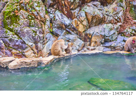 Jigokudani Monkey Park, Winter, Hot Springs, Japanese Macaques 134764117