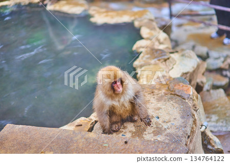 Jigokudani Monkey Park, Winter, Hot Springs, Japanese Macaques 134764122