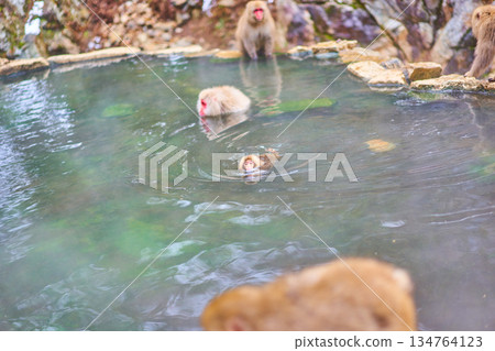 Jigokudani Monkey Park, Winter, Hot Springs, Japanese Macaques 134764123