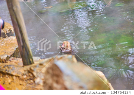 Jigokudani Monkey Park, Winter, Hot Springs, Japanese Macaques 134764124