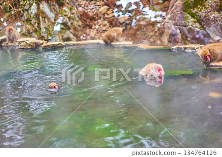 地獄谷猴園、冬季、溫泉、日本獼猴 134764126