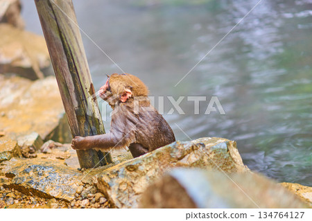 地獄谷猴園、冬季、溫泉、日本獼猴 134764127