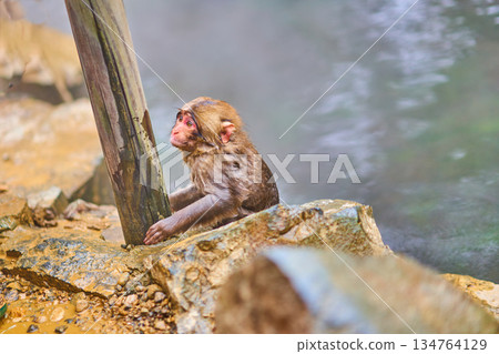 地獄谷猴園、冬季、溫泉、日本獼猴 134764129