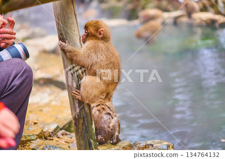 Jigokudani Monkey Park, Winter, Hot Springs, Japanese Macaques 134764132