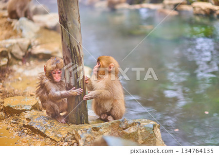 地獄谷猴園、冬季、溫泉、日本獼猴 134764135
