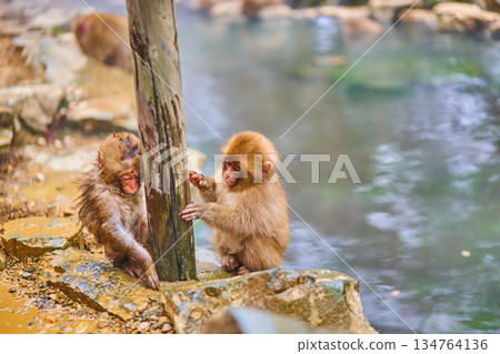 地獄谷猴園、冬季、溫泉、日本獼猴 134764136