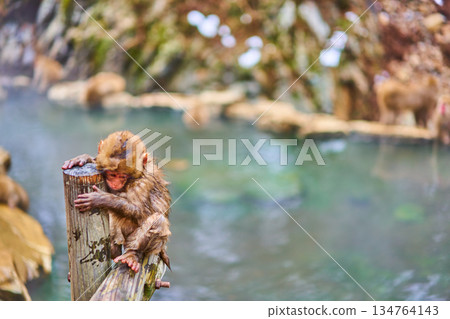 Jigokudani Monkey Park, Winter, Hot Springs, Japanese Macaques Jigokudani Monkey Park, Winter, Hot Springs, Japanese Macaques 134764143