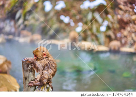 地獄谷猴園、冬季、溫泉、日本獼猴 134764144