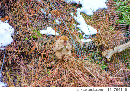 Jigokudani Monkey Park, Winter, Hot Springs, Japanese Macaques 134764146