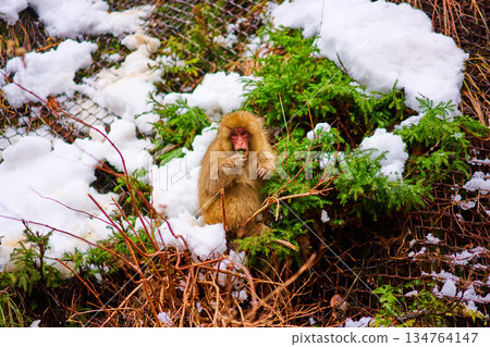 Jigokudani Monkey Park, Winter, Hot Springs, Japanese Macaques 134764147
