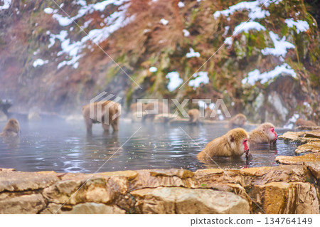 Jigokudani Monkey Park, Winter, Hot Springs, Japanese Macaques Jigokudani Monkey Park, Winter, Hot Springs, Japanese Macaques 134764149